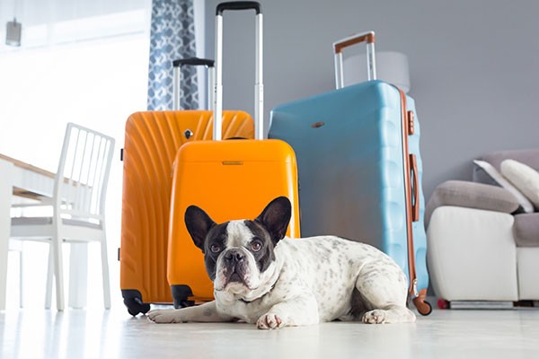 Dog with Suitcases